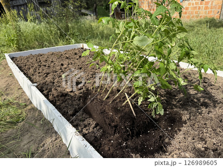 A tall garden bed with a wooden base, filled with fertile soil. Tomato seedlings lie on it before planting in the bed. A tall garden bed with a wooden base, filled with fertile soil. Tomato seedlings lie on it before planting in the bed. 126989605