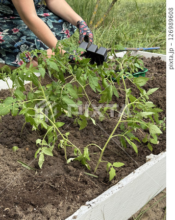 A woman takes tomato seedlings out of plastic containers. Places them on a garden bed for planting. A woman takes tomato seedlings out of plastic containers. Places them on a garden bed for planting. 126989608