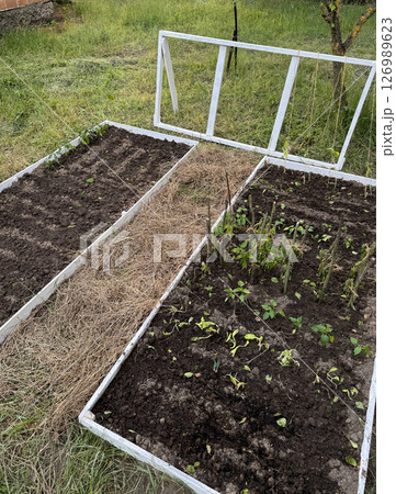 Raised garden beds with wooden frames. Filled with fertile soil. Planted with garden crops. Trellis frame installed for climbing plants. 126989623