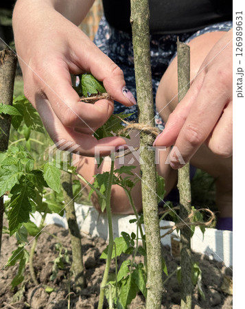 A woman tying up tomatoes. Working on a garden bed in the vegetable garden. Close-up. A woman tying up tomatoes. Working on a garden bed in the vegetable garden. Close-up. 126989631
