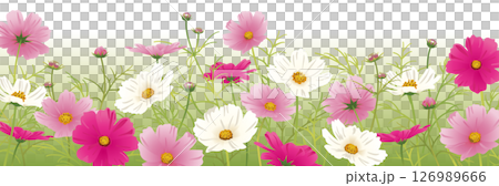 Background material for the season when cosmos blooms 126989666