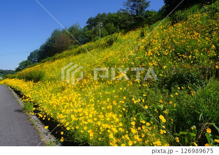 満開の特定外来生物指定植物「オオキンケイギク」 満開の特定外来生物指定植物「オオキンケイギク」 126989675