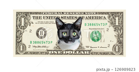 Funny fluffy cat pet on US dollar banknote isolated on white background 126989823