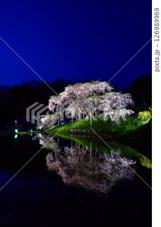 中島の地蔵桜 中島の地蔵桜 126989969