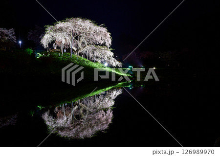 中島の地蔵桜 中島の地蔵桜 126989970