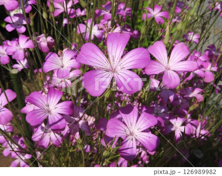 アグロステンマ「ギタゴ」の花 126989982