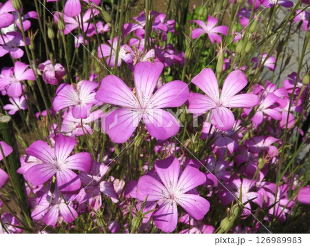 アグロステンマ「ギタゴ」の花 126989983