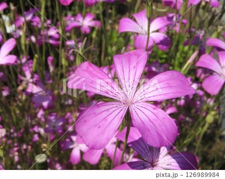 アグロステンマ「ギタゴ」の花 アグロステンマ「ギタゴ」の花 126989984