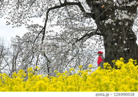 日向の人待ち地蔵桜 126990016