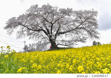 日向の人待ち地蔵桜 126990017