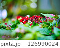 赤い花 126990024