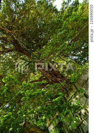 福島県猪苗代町字見禰山の會津守護神　土津(はにつ)神社 126990050