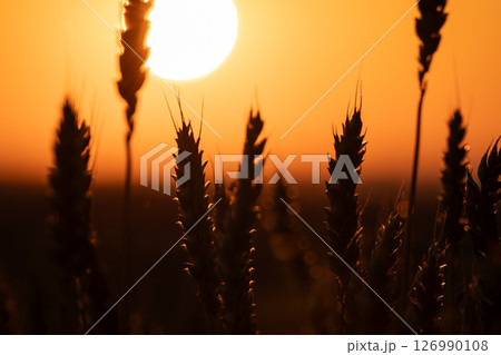 Contrast Wheat Ears Close-Up at Sunset 126990108