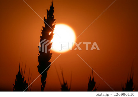 Wheat Ear Close-Up Silhouette with Sunset Sun 126990110