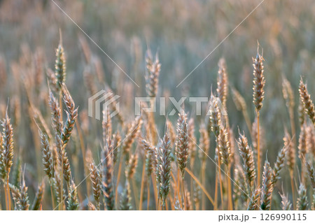 Wheat Field, Green Spikes Close-up Wheat Field, Green Spikes Close-up 126990115