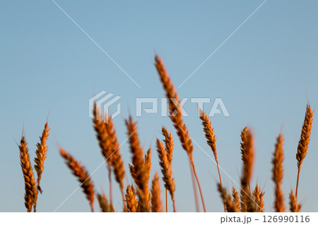 Wheat Close-Up with Blue Sky in Golden Light 126990116