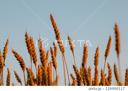 Wheat Close-Up with Blue Sky in Golden Light 126990117
