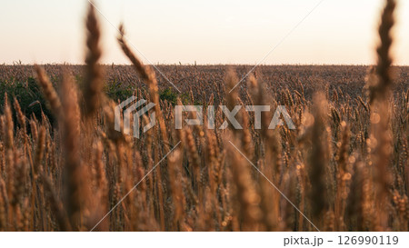 Wheat Field in Warm Morning Light Wheat Field in Warm Morning Light 126990119
