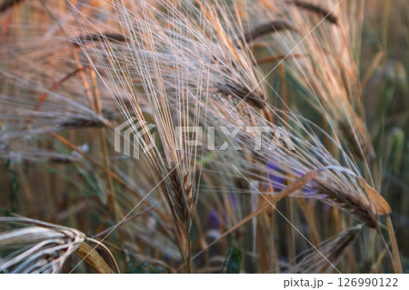 Long-Awned Grain Close-Up in Morning Light Long-Awned Grain Close-Up in Morning Light 126990122