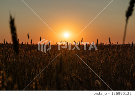 Wheat Field in Warm Sun Light Wheat Field in Warm Sun Light 126990125