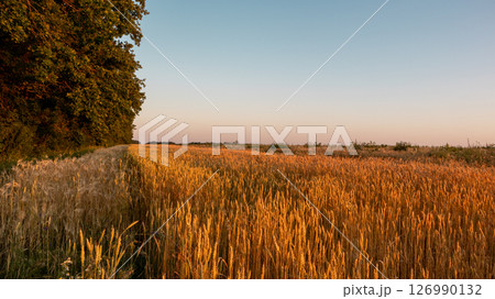 Wheat Field Rural Landscape in Warm Light 126990132
