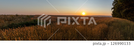Wheat Field Shining at Sunrise Panorama Wheat Field Shining at Sunrise Panorama 126990133