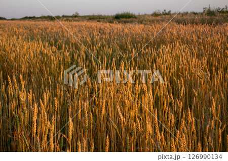 Ripe wheat ears in morning warm sunshine Ripe wheat ears in morning warm sunshine 126990134