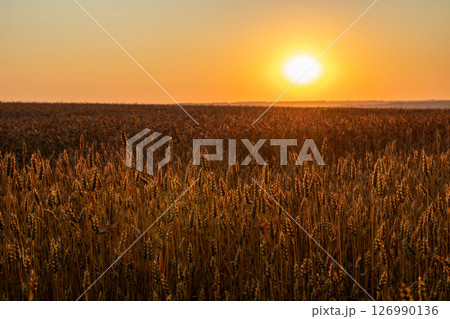 Golden Sunrise Sun above Ripe Wheat Field Golden Sunrise Sun above Ripe Wheat Field 126990136