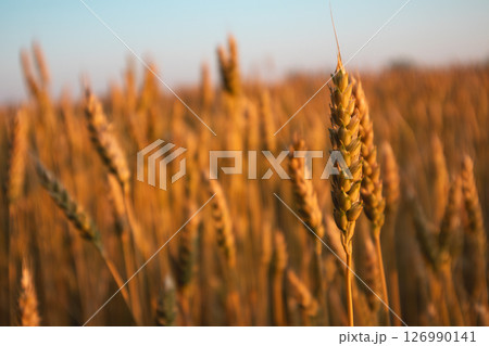 Wheat Spikes Close-Up in Sunny Field Wheat Spikes Close-Up in Sunny Field 126990141