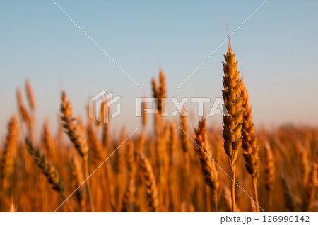 Wheat Spikes Close-Up in Morning Field 126990142