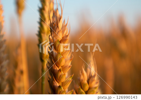Wheat Spikes Close-Up in Agriculture Field 126990143