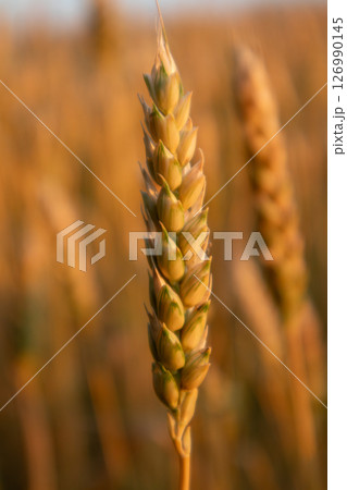 Wheat Spike Details in Summer Field Wheat Spike Details in Summer Field 126990145