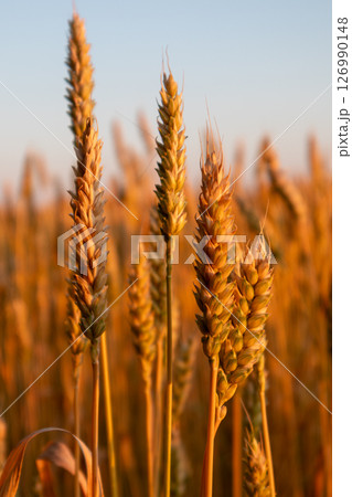 Wheat Spike Details in Summer Field Wheat Spike Details in Summer Field 126990148