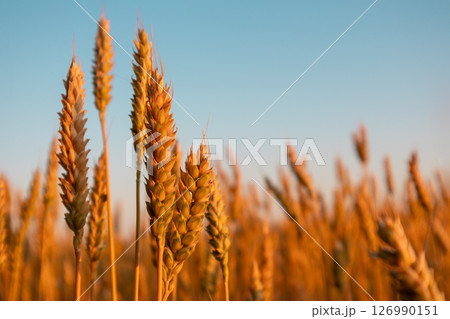 Wheat Spikes Close-up on Summer Field 126990151