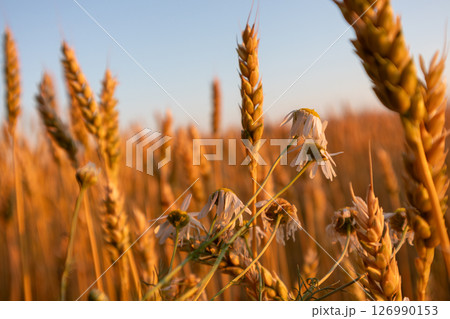 Chamomile in Golden Wheat Field at Sunrise Chamomile in Golden Wheat Field at Sunrise 126990153