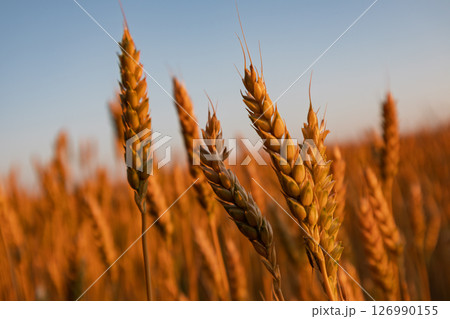 Golden wheat Spikes Close-up on Blue Sky Golden wheat Spikes Close-up on Blue Sky 126990155
