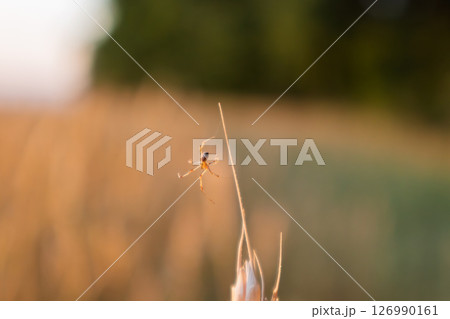 Spider Hanging on Wheat Spike on Blurry Background 126990161
