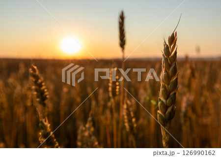 Golden Sunrise Sun above Wheat Field Close-up Golden Sunrise Sun above Wheat Field Close-up 126990162