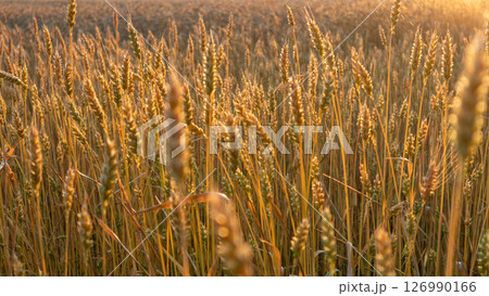 Wheat Spikes on Sunny Field Wheat Spikes on Sunny Field 126990166