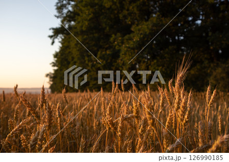 Golden Sunny Wheat Field Scenery Golden Sunny Wheat Field Scenery 126990185