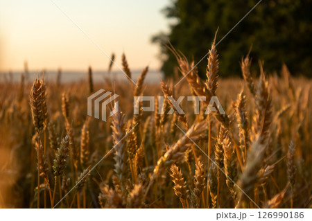 Golden Sunny Wheat Field Scenery 126990186