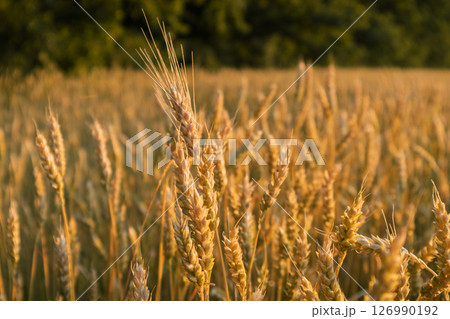 Golden Sunny Wheat Field Scenery 126990192