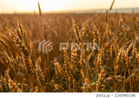 Ripe wheat close-up in summer field Ripe wheat close-up in summer field 126990196
