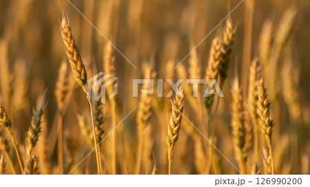 Wheat Close-up in Grain Field 126990200