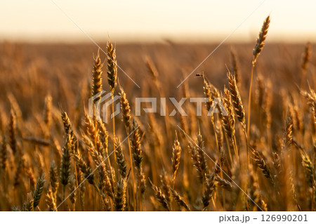 Golden wheat close-up in summer grain field 126990201
