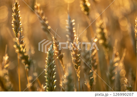 Golden Wheat Close-up in Agriculture Field Golden Wheat Close-up in Agriculture Field 126990207