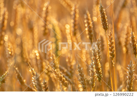 Sunny wheat ears with soft background Sunny wheat ears with soft background 126990222