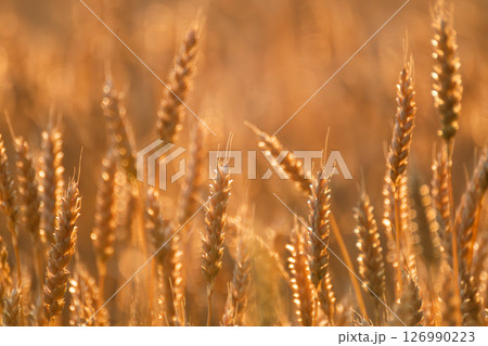 Close-up of Wheat Ears Growing in Field Close-up of Wheat Ears Growing in Field 126990223