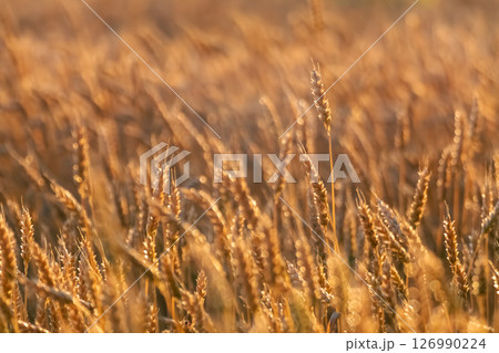 Wheat Crops Growing in Grains Field Wheat Crops Growing in Grains Field 126990224