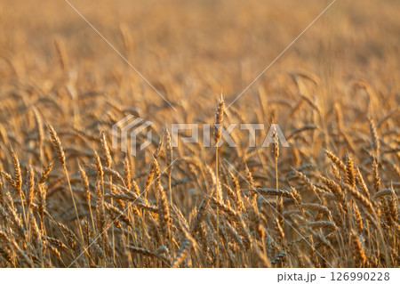 Wheat Crops Growing in Grains Field Wheat Crops Growing in Grains Field 126990228